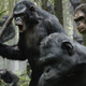 Image for article titled Dawn of the Planet of the Apes Is the Most Upsetting Dystopia of All